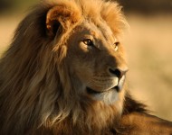 Passion Afrique du Sud