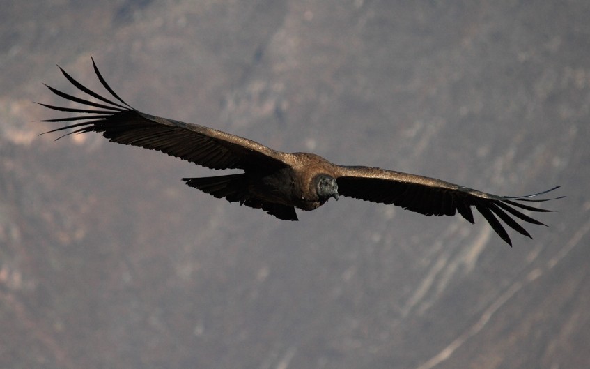Canyon de Colca - Lac Titicaca