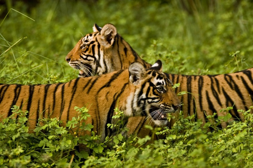 Jaipur – Ranthambore (safari)
