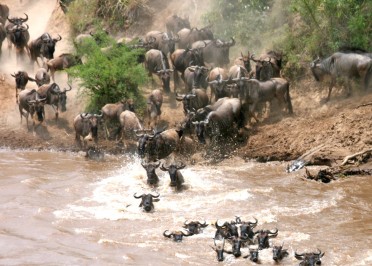 Parc National du Serengeti (PD/D/S)