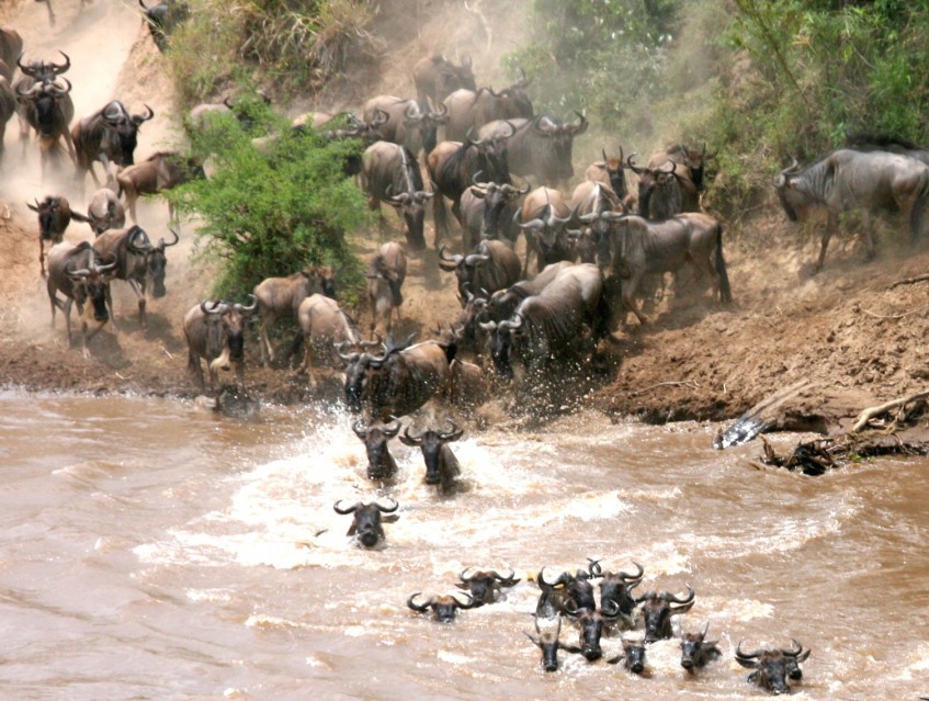 Parc National du Serengeti (PD/D/S)
