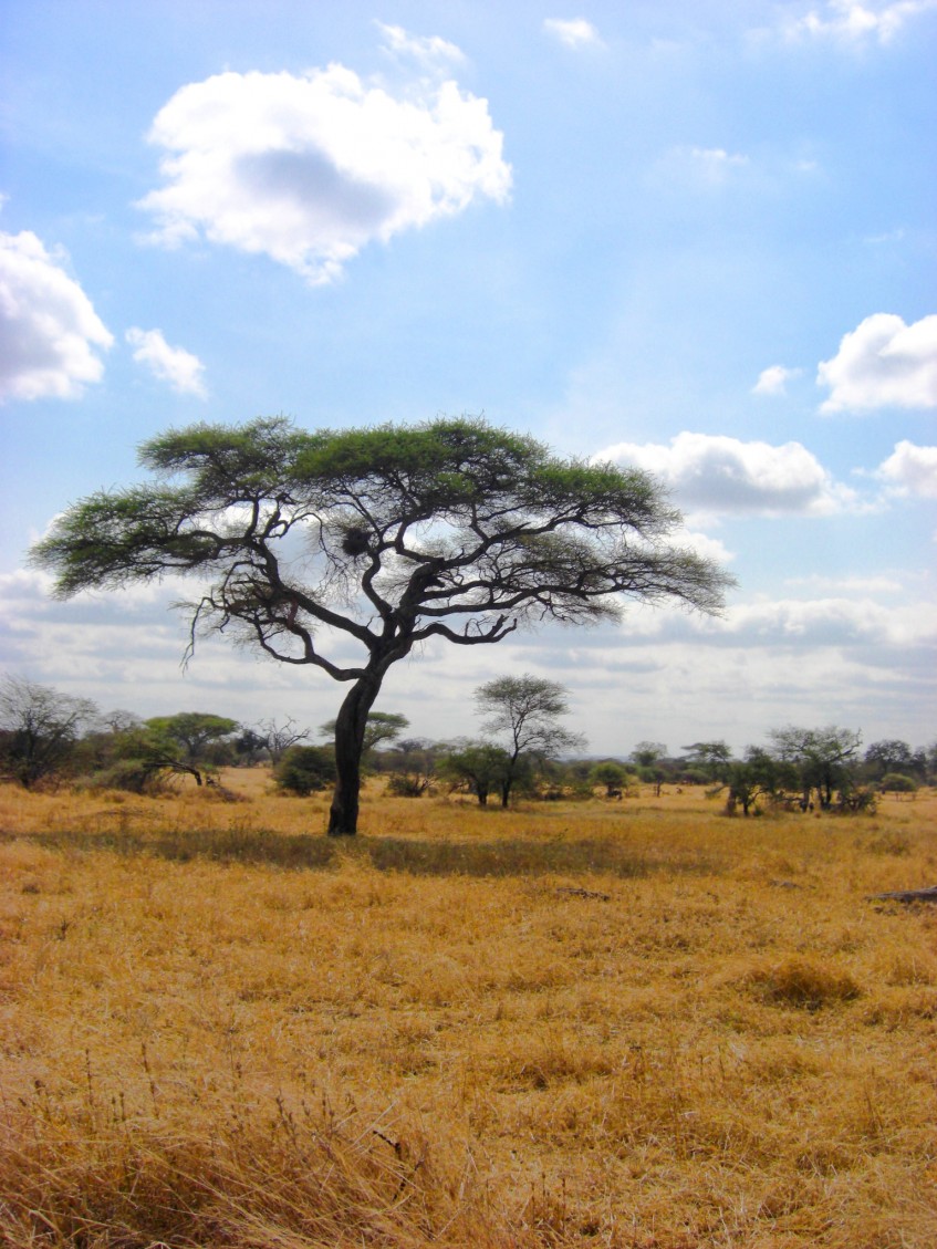 Parc National Amboseli - Nairobi