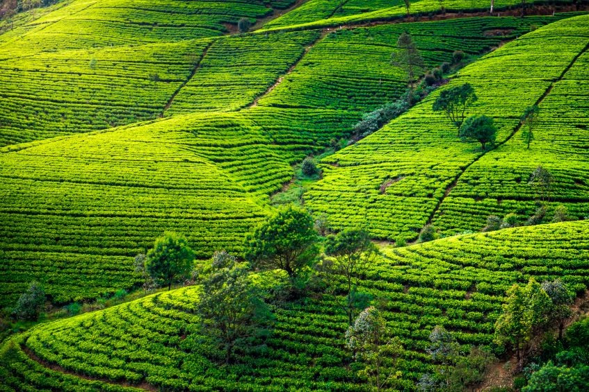 Kandy - Peradeniya - Nuwara Eliya (PD/D/S)