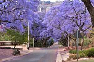 Stellenbosch