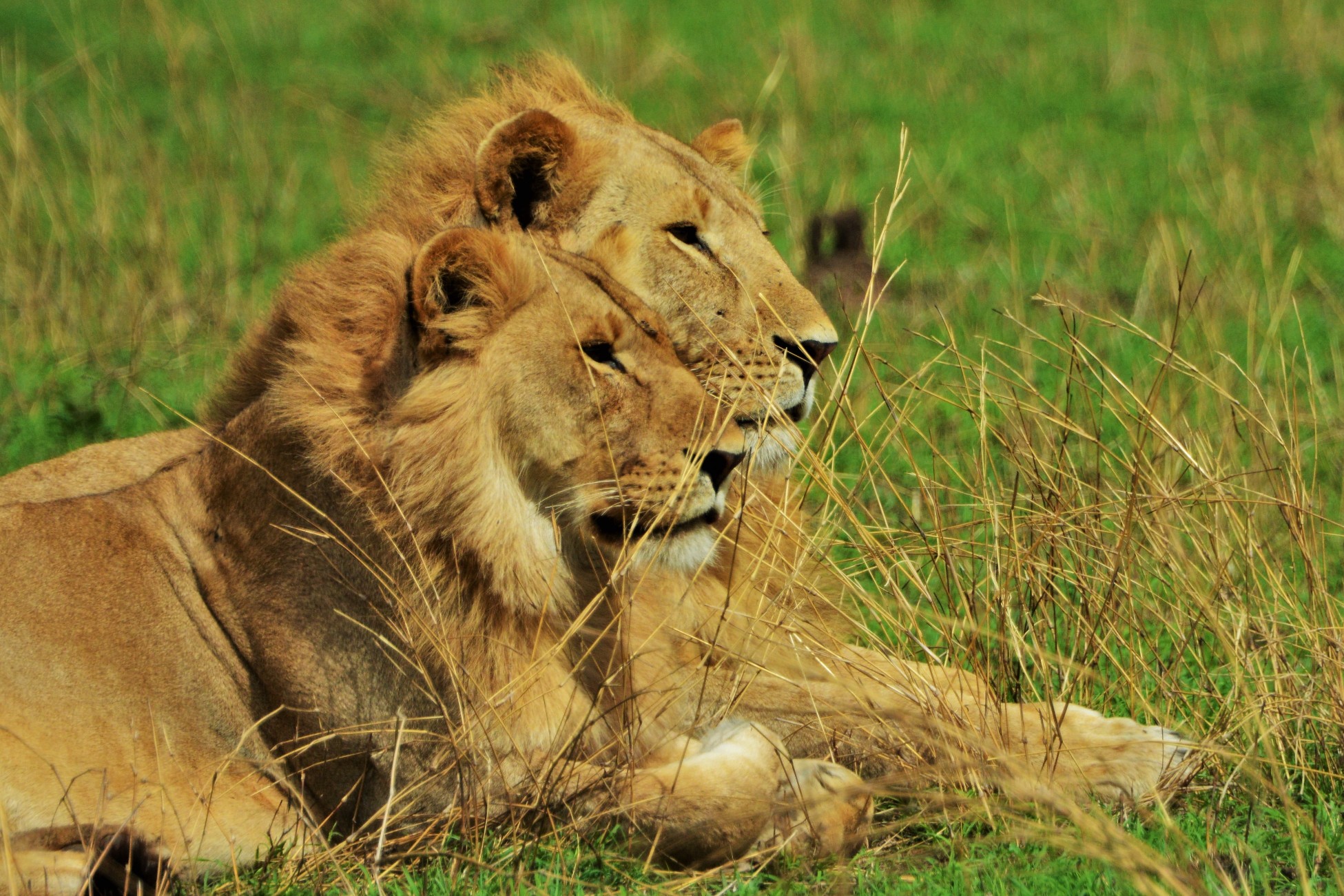 Lions afrique
