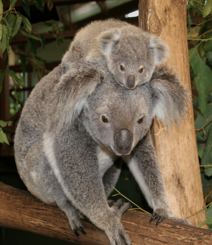 Alice Springs - Cairns (vol) (PD/S)
