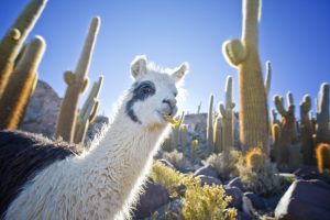 Les paysages magnifiques de la Bolivie