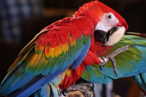 Le Costa Rica : paradis de la faune et de la flore