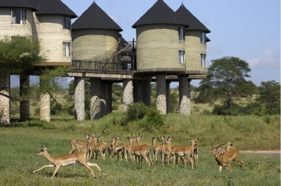 Parc National Amboseli - Parc National Tsavo