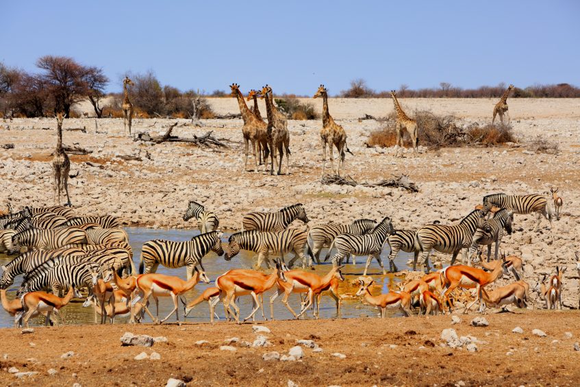 Etosha (PD/D/S)
