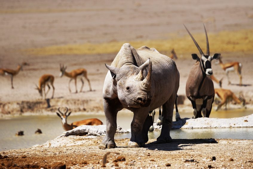 Otjiwarongo - Etosha (PD/D/S)