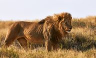 Afrique du Sud, Zimbabwe, Zambie et Botswana