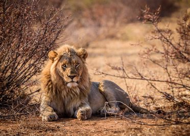 Afrique du Sud, Zimbabwe, Zambie et Botswana