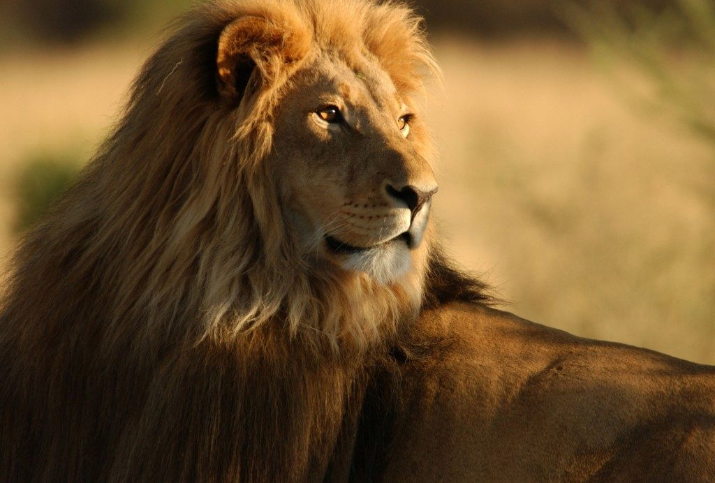 Passion Afrique du Sud