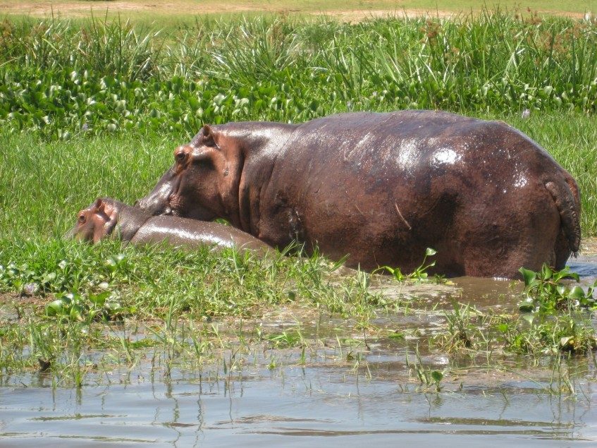 Masaï Mara - Lac Naivasha