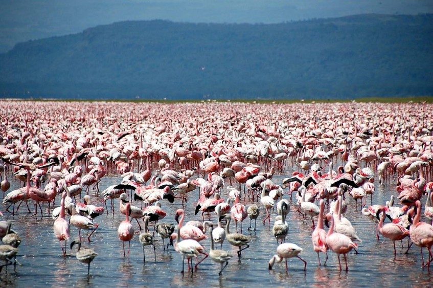 Lac Naivasha - Lac Nakuru - Lac Naivasha