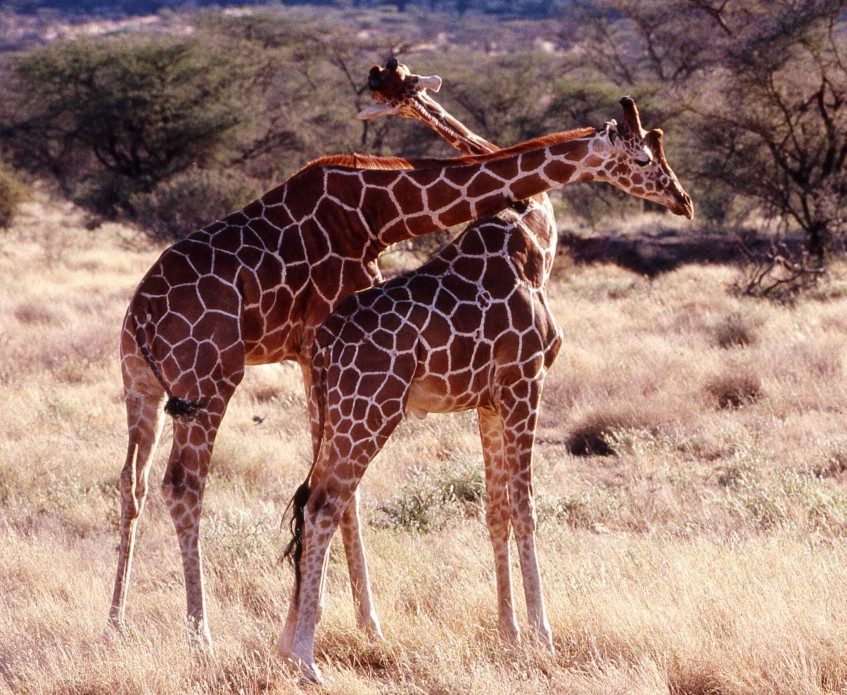 Parc National Amboseli