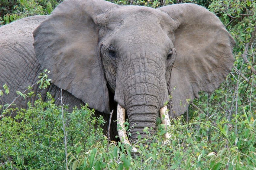 Amboseli - Namanga - Parc National de Manyara - Karatu