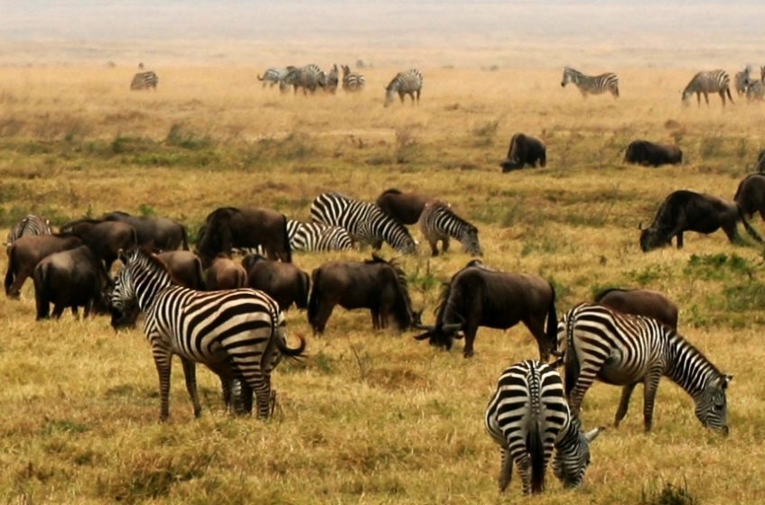 Parc National du Serengeti - Cratère Ngorongoro