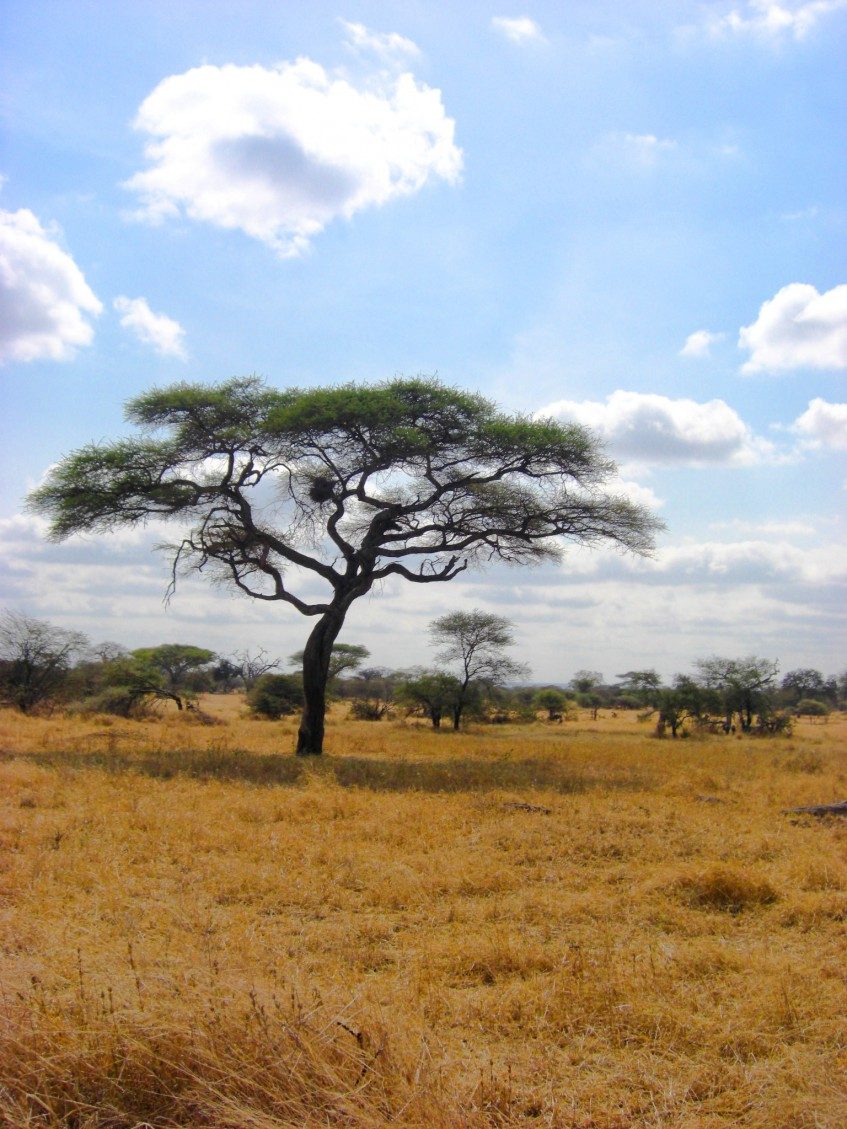 Région Ngorongoro - Parc National de Tarangire