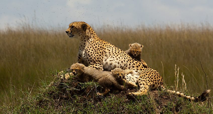 Parc National de Tarangire - Lac Burunge - Arusha - Zanzibar