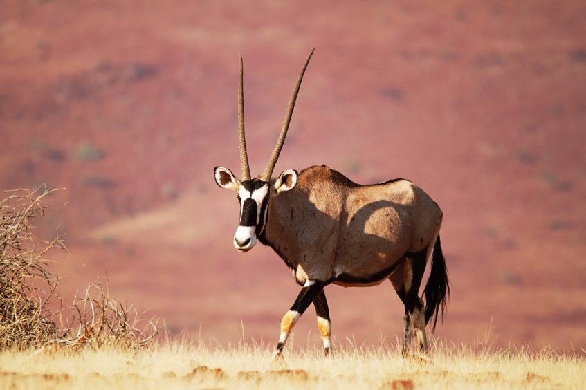 Palmwag - Twyfelfontein - Khorixas