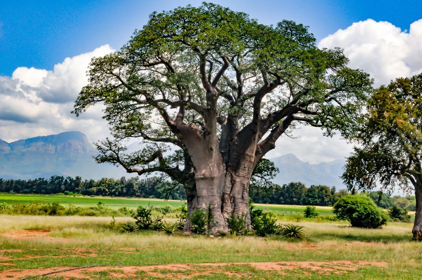 Botswana Johannesbourg (vol)