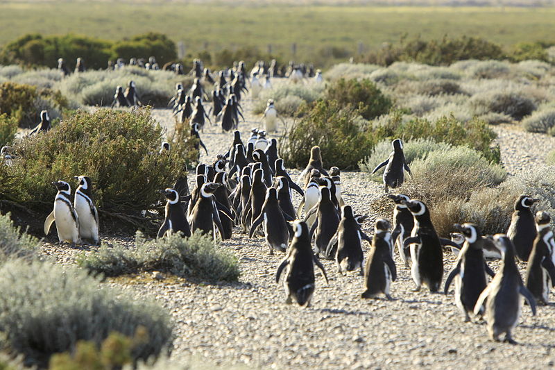 Puerto Madryn (Argentine)