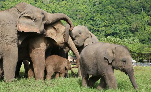 Chiang Mai Elephant Nature Camp - Chiang Mai