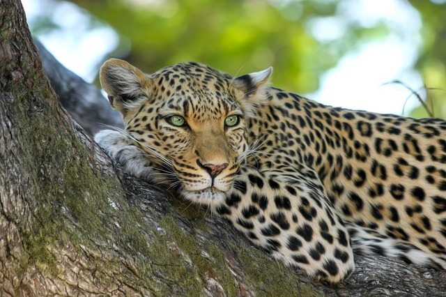 Les Chutes Victoria - Botswana
