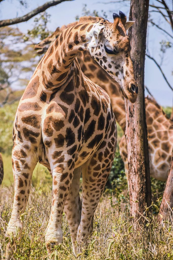 Elmentaita Parc National Amboseli