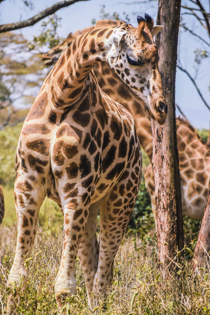 Elmentaita - Parc National Amboseli