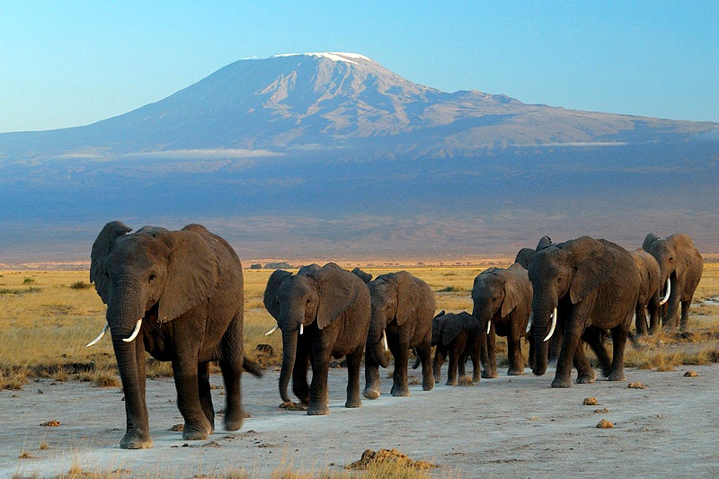 Parc National Amboseli