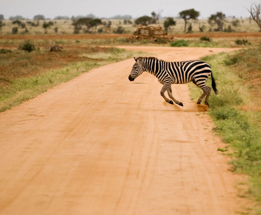 Parc National Amboseli - Parc National Tsavo Est