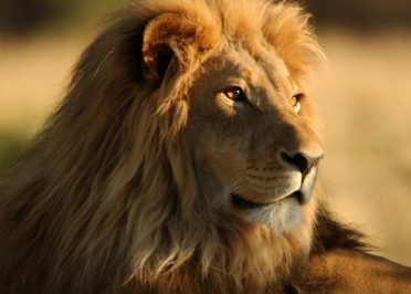 Afrique du sud, Zimbabwe et Botswana