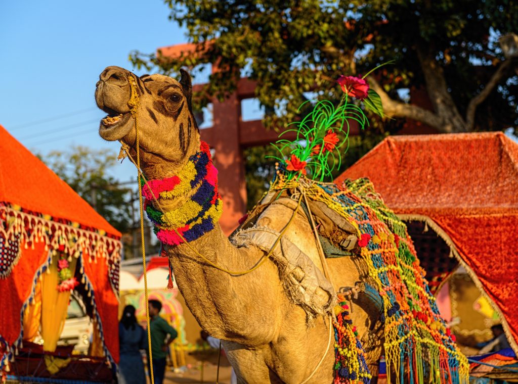 Sardargarh Pushkar