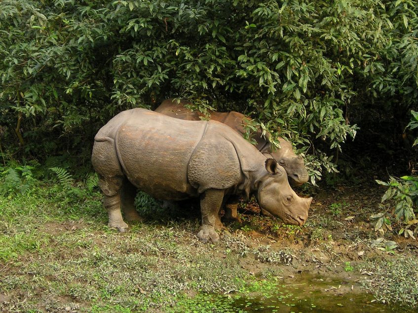 Katmandou - Chitwan