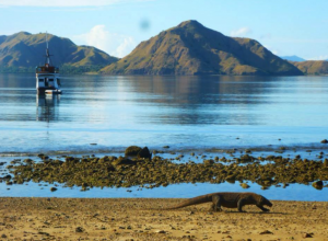 10 faits surprenants sur les dragons de Komodo