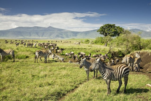 Amboseli - Namanga - Parc National de Manyara - Karatu