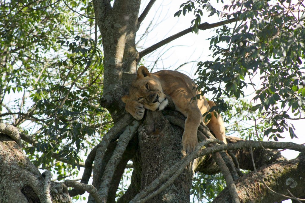 Lac Naivasha Lac Nakuru - Lac Naivasha
