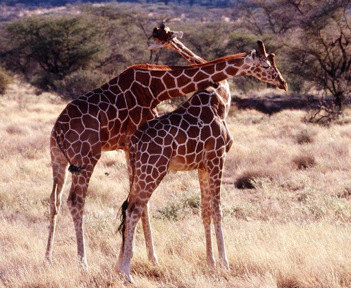 Lac Naivasha - Musée Karen Blixen - Parc national Amboseli