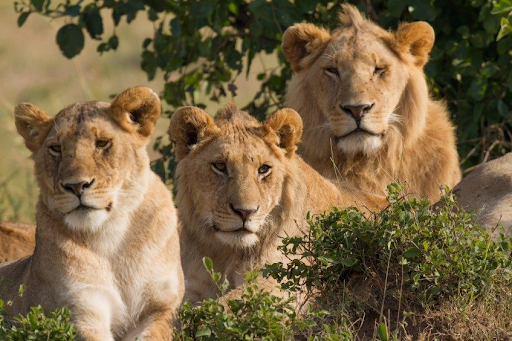 Parc national du Serengeti