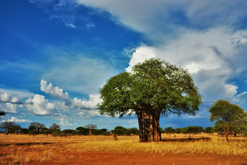Région Ngorongoro - Parc national de Tarangire