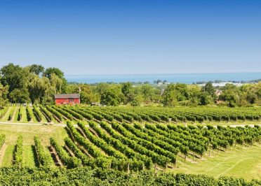 Vignobles et Distilleries en Ontario