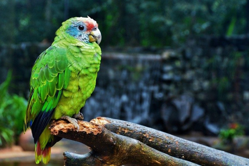 Iguaçu