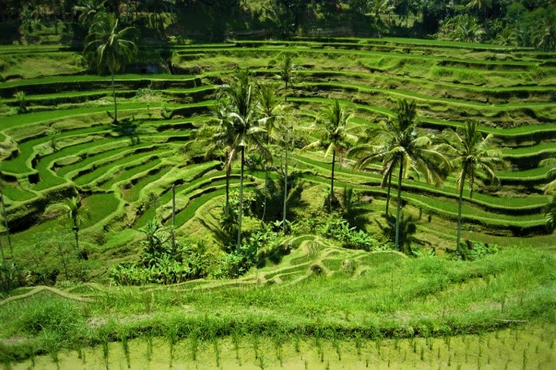 Candidasa - Ubud