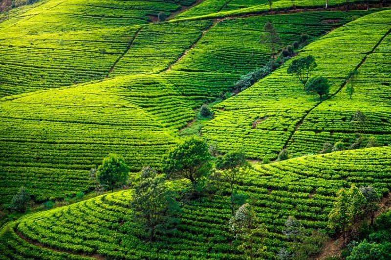 Kandy-  Peradeniya - Nuwara Eliya