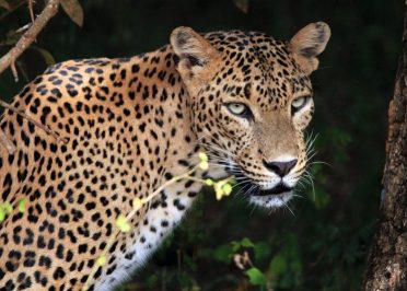 Nuwara Eliya - Parc national de Yala - Tissamaharama