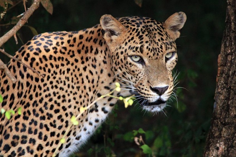 Nuwara Eliya - Parc national de Yala - Tissamaharama