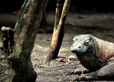 Labuan Bajo - Journée en bateau dans l'archipel de Komodo